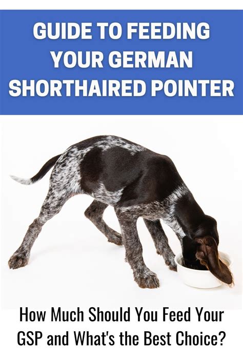 gsp puppy feeding chart|How Much To Feed A German Shorthaired Pointer。